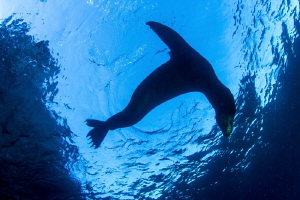 Sea Lion with sky by Alejandro Topete 